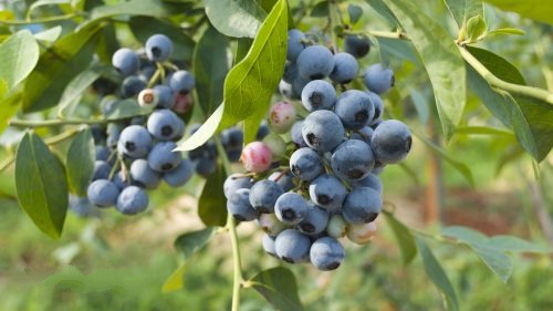 风途科技农业气象站助力蓝莓产业发展