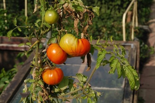 用智慧农业物联网的模式种植西红柿